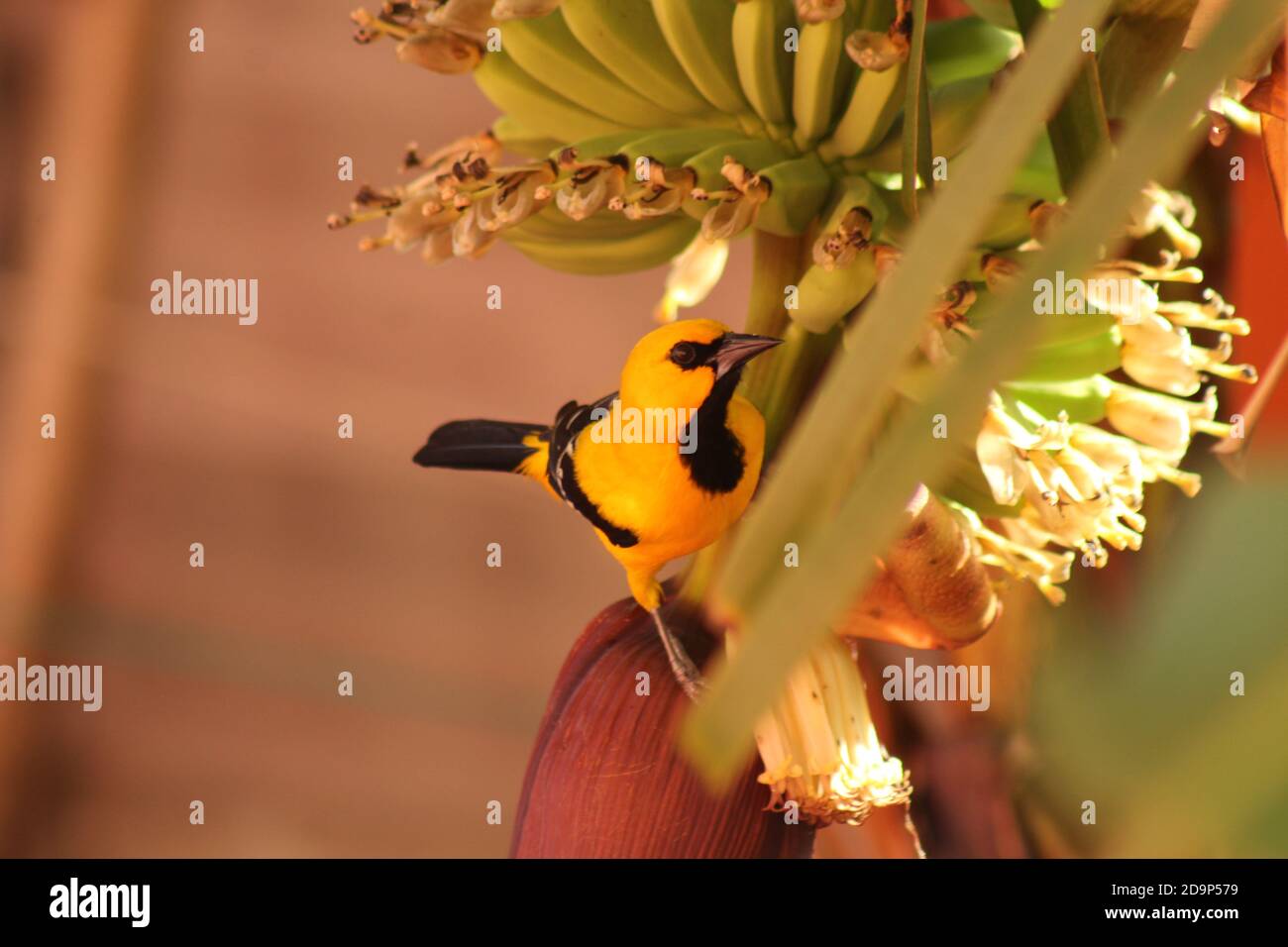 Gelbe Oriole auf Bananenbaum Stockfoto