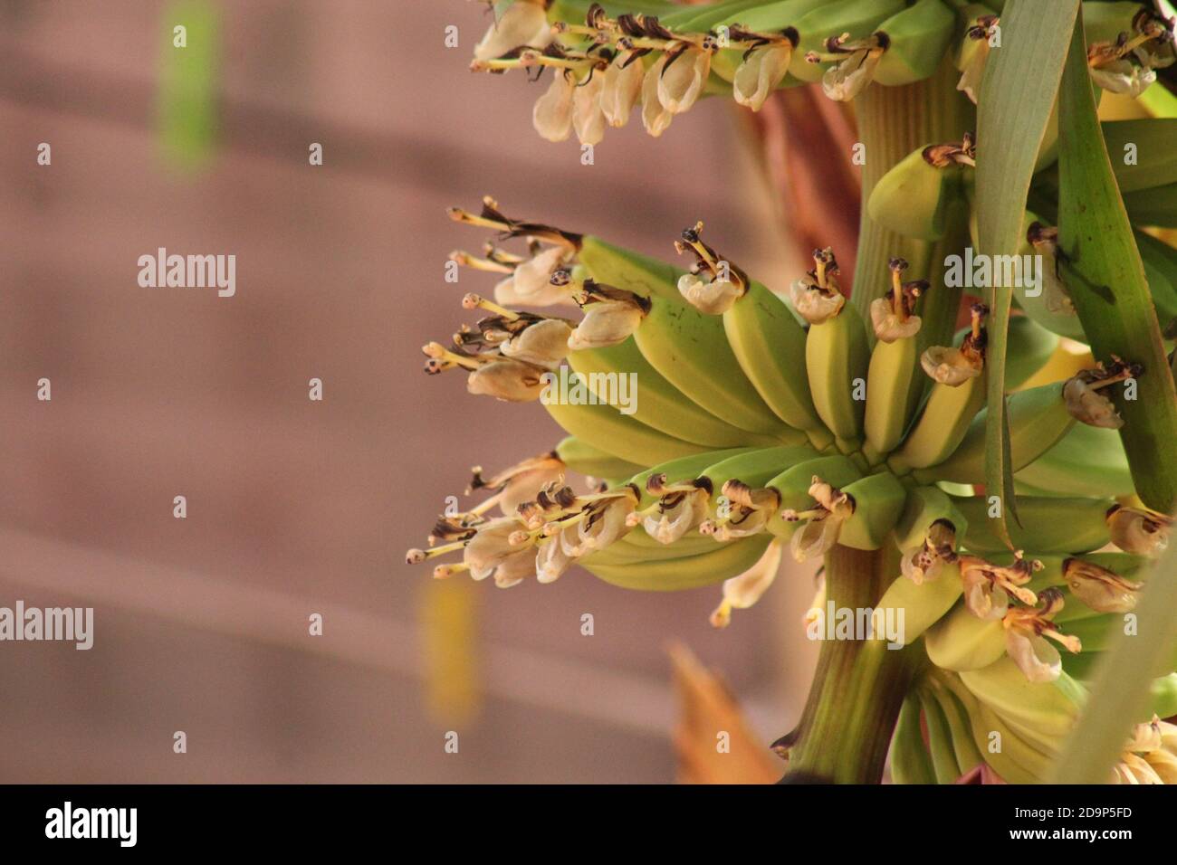Grüne Bananen Stockfoto