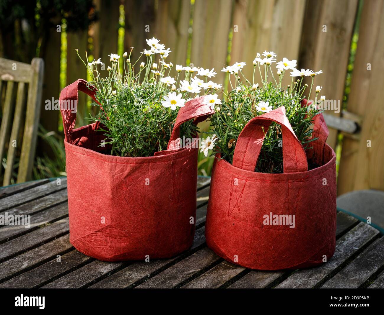 Marguerite in einem roten Pflanzsack auf einem Gartentisch Stockfoto