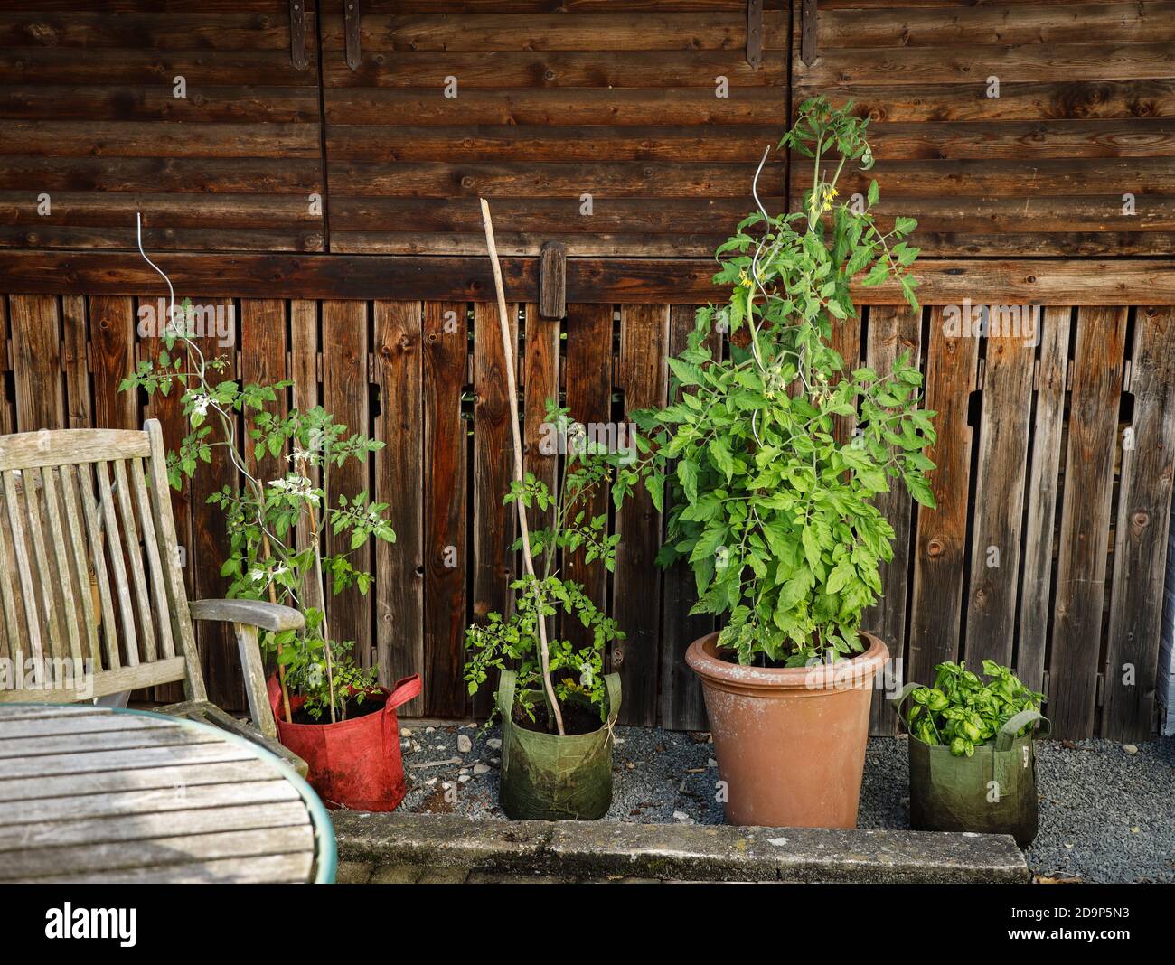 Tomaten in Töpfen vor dem Stadl Stockfotografie Alamy