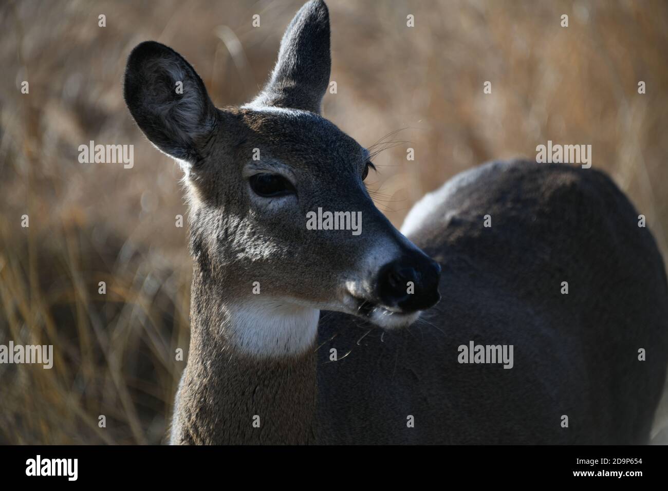 Wildhirsche leben in der Mission Marsh Area in Thunder Bay, Ontario, Kanada. Stockfoto