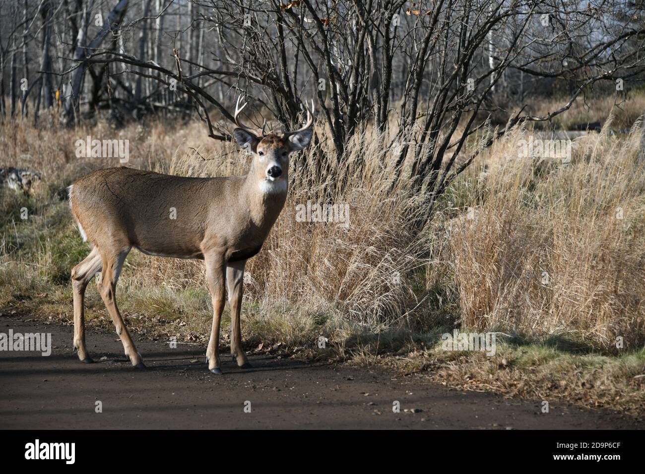 Wilde männliche Hirsche, die in der Mission Marsh Area in Thunder Bay, Ontario, Kanada, leben. Stockfoto