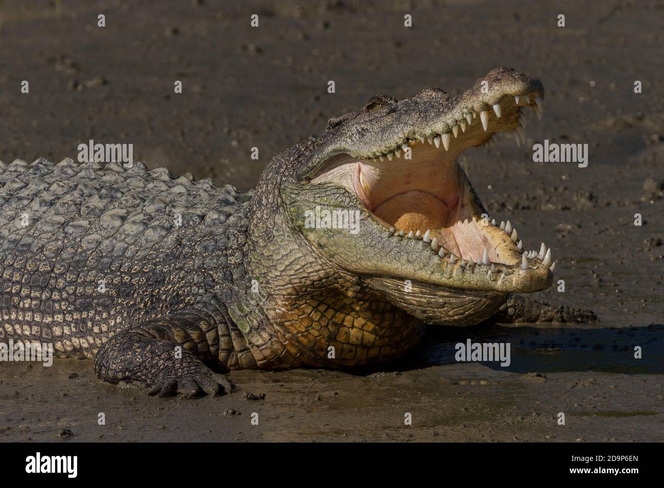 Nahaufnahme von jungen Salzwasser-Krokodilen, die sich mit offenem Mund auf dem Watt des Sundarban National Park, West Bengalen, Indien sonnen Stockfoto