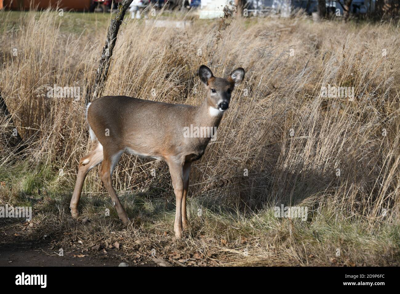 Wild Rehe stehen an einem trockenen Grasfeld in der Mission Marsh Area in Thunder Bay, Ontario, Kanada. Stockfoto