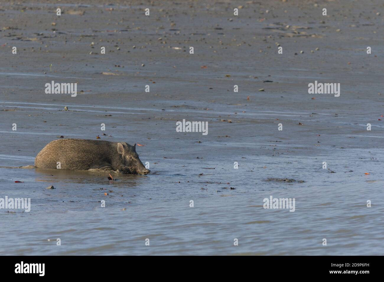Ausgewachsene männliche Wildschweine wattieren in tiefem Schlamm, bevor sie über einen Kanal im Sundarban National Park, West Bengal, Indien schwimmen Stockfoto
