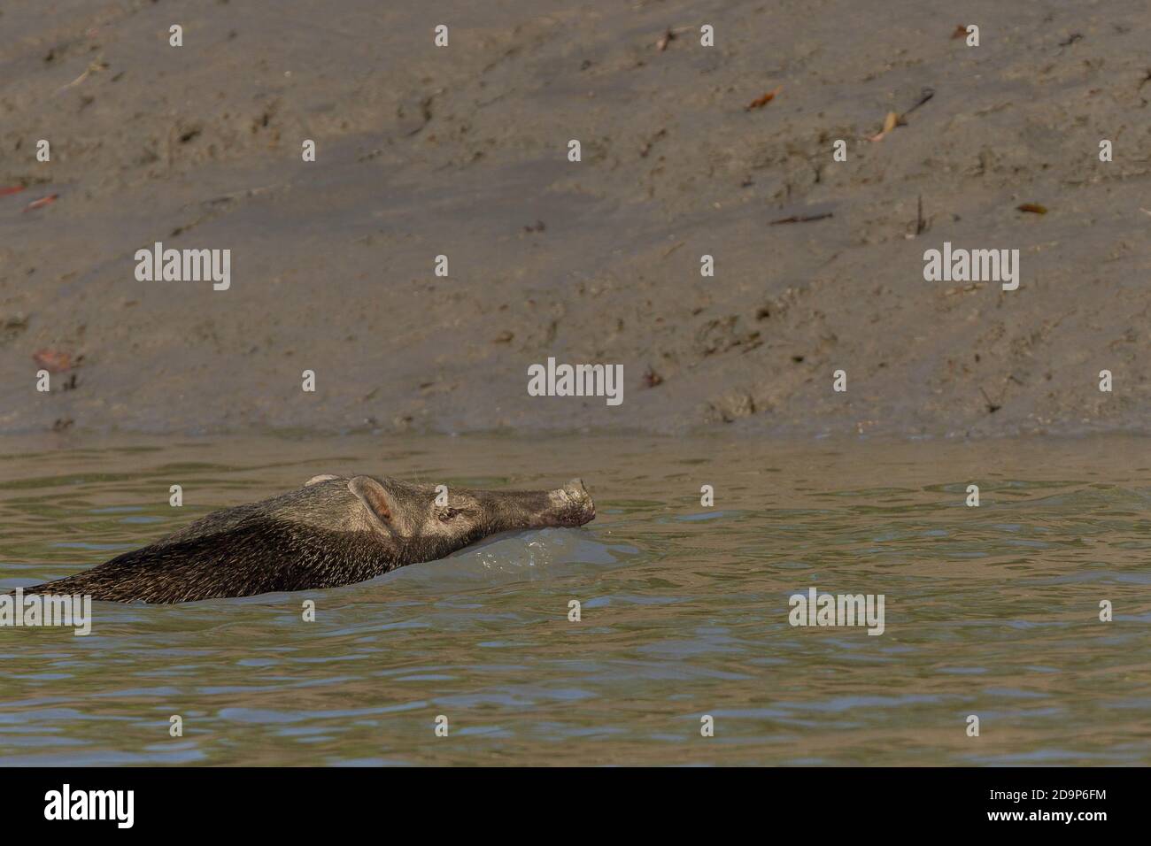 Erwachsene männliche Wildschweine schwimmen über einen Kanal im Sundarban National Park, West Bengal, Indien Stockfoto