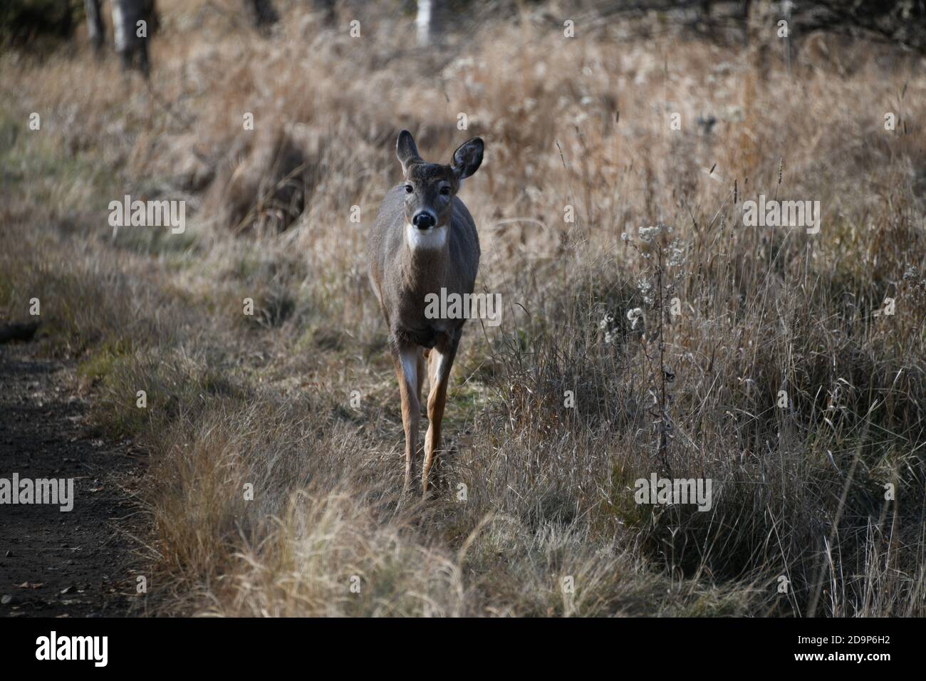 Ein junger Hirsch, der in der Nähe von Mission Marsh in Thunder Bay, Ontario, Kanada, Nordamerika, steht. Stockfoto