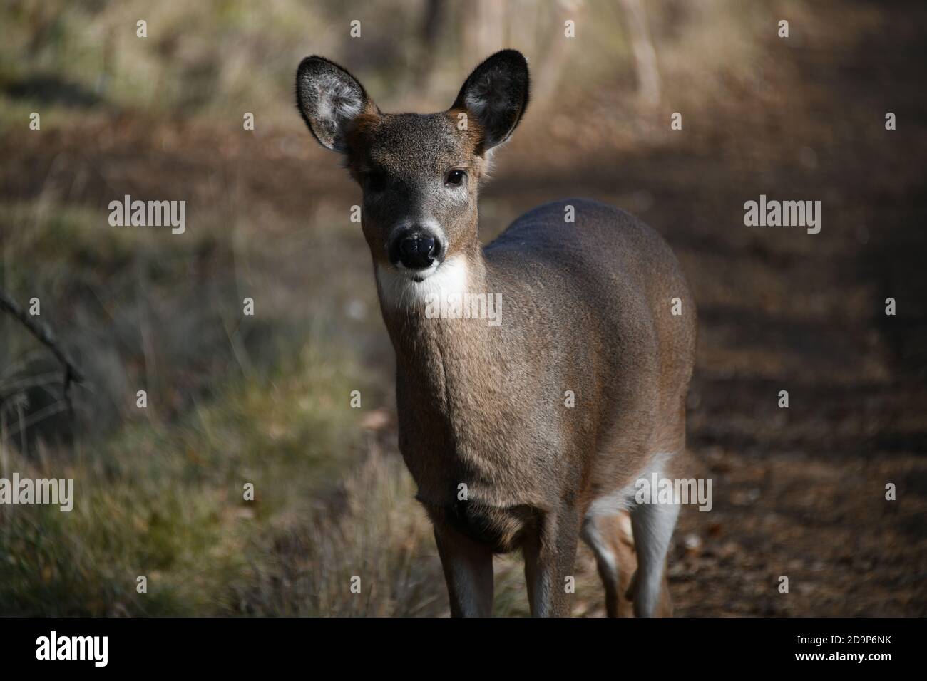 Junge Hirsche auf einer Straße in der Nähe von Mission Marsh, Thunder Bay, Ontario, Kanada, Nordamerika. Stockfoto