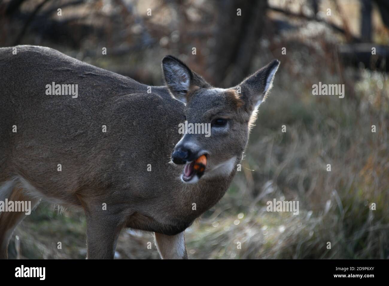 Deer in der Nähe von Mission Marsh am Rande von Thunder Bay, Northwestern Ontario, Kanada, Nordamerika. Stockfoto