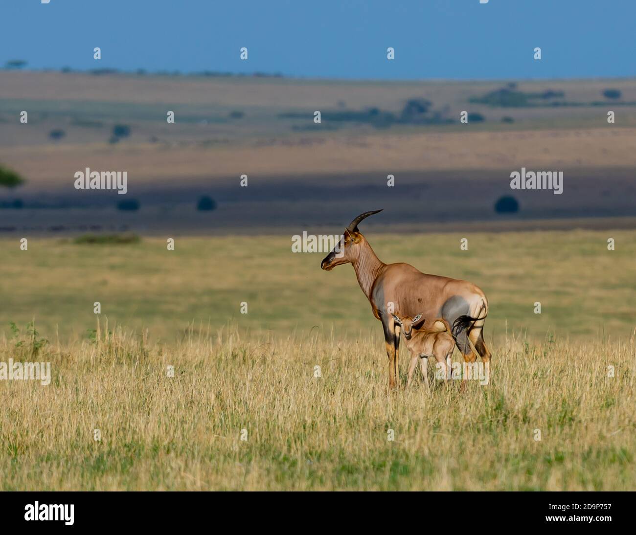 Eine Antelope mit ihrem Baby Stockfoto