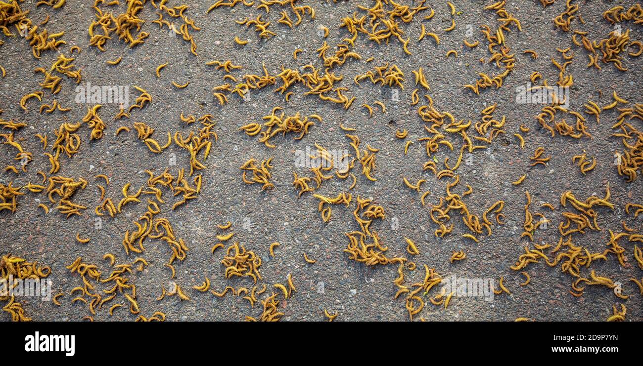 Baumsamen liegen auf Asphalt Stockfoto