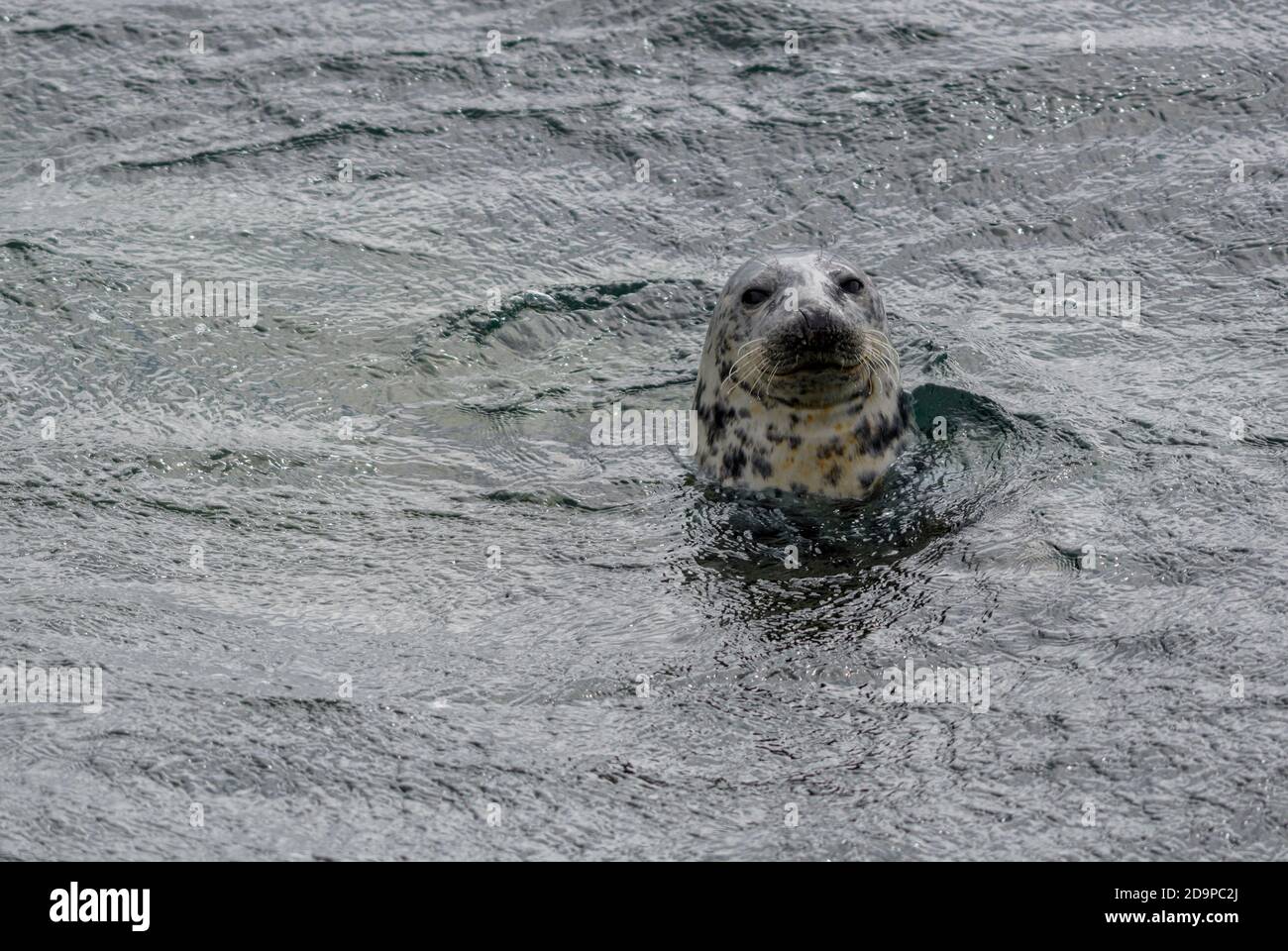 Grausiegel - Halichoerus grypus, großes Meeressäuger von Meeresküsten der nördlichen Hemisphäre, Shetlands, Schottland, Vereinigtes Königreich. Stockfoto