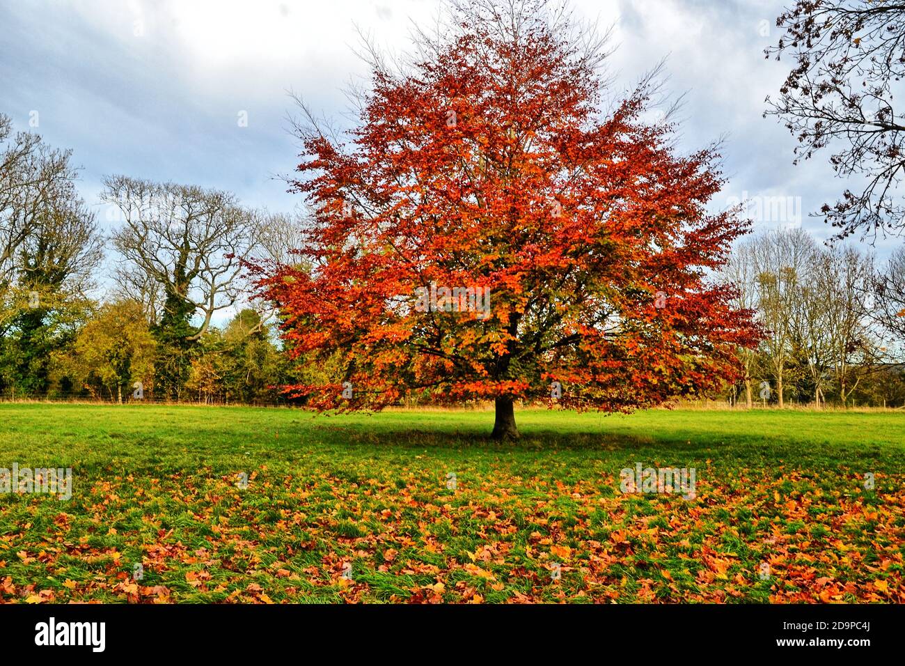 Herbstfarbe in der Landschaft von Horsenden, nahe Princes Risborough, Buckinghamshire, Großbritannien Stockfoto