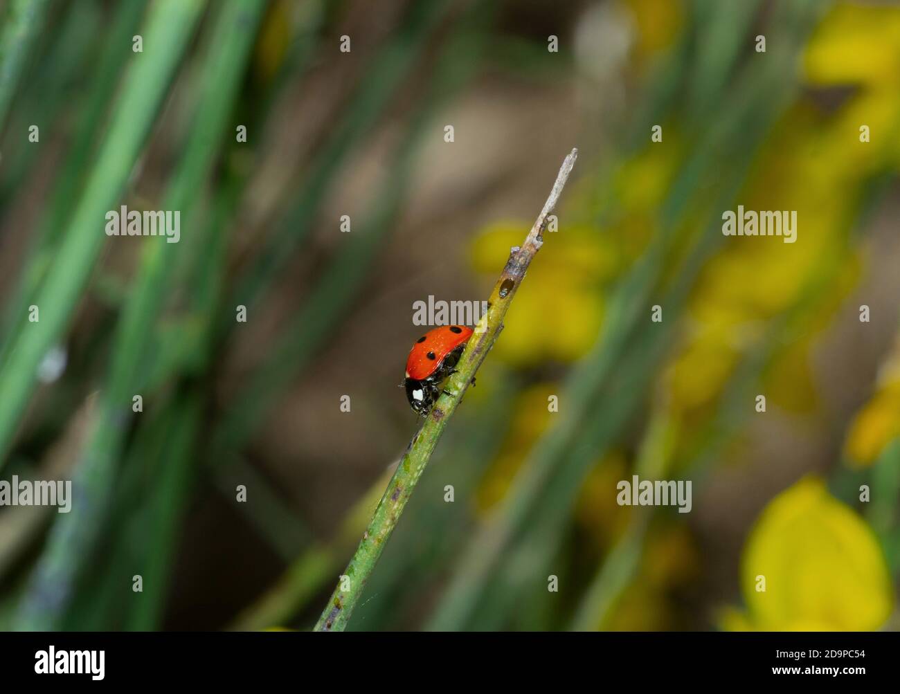 Marienkäfer mit sieben Flecken auf einem Grashalm Stockfoto