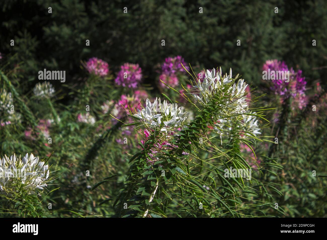 Kleome Blume allgemein bekannt als Spinnenblumen, Spinnenpflanzen,  Spinnenkräuter Stockfotografie - Alamy