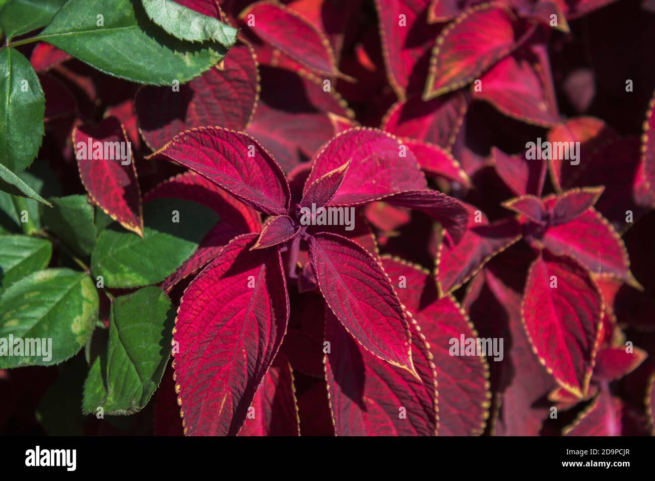 Coleus-Werk. Rote Blätter Pflanzen. Grün und rot. Roter Hintergrund. Stockfoto