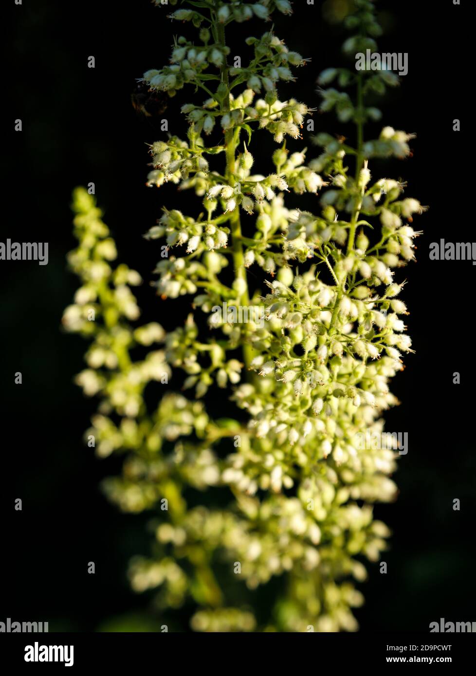 Samtblatt silberne Glocken, immergrün Stockfoto