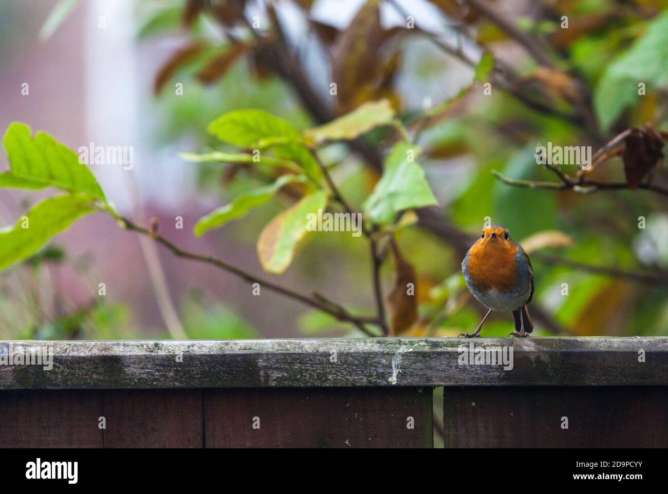 Ein Rotkehlchen auf einem Zaun in einem Garten in Stockton auf Tees, England, Großbritannien. Erithacus Rubecula. Stockfoto