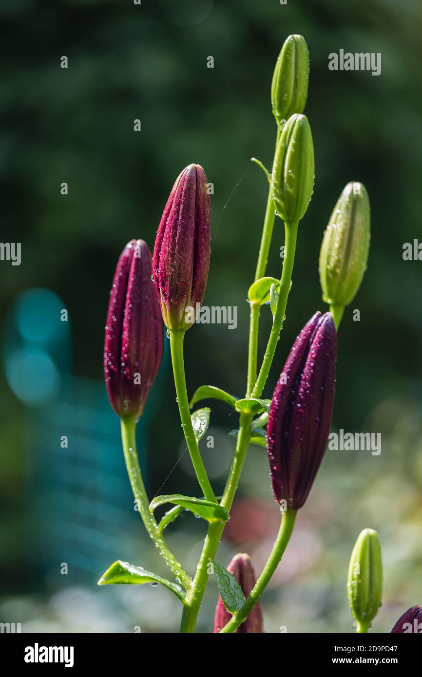 Knospen von dunkler Burgunderlilie mit Regentropfen Stockfoto