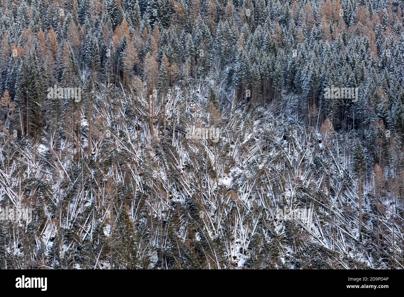 Zerschmetterte Bäume und gerodete Wälder nach der Passage des Vaia Sturms über den Dolomiten, Herbst 2018, Livinallongo del Col di Lana, Belluno, Venetien, Italien. Europa Stockfoto