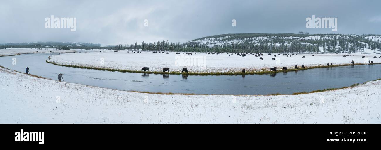 Fotografieren von American Bison - Bisonte Americano (Bison Bison), Yellowstone National Park, UNESCO-Weltkulturerbe, Wyoming, USA, Amerika Stockfoto