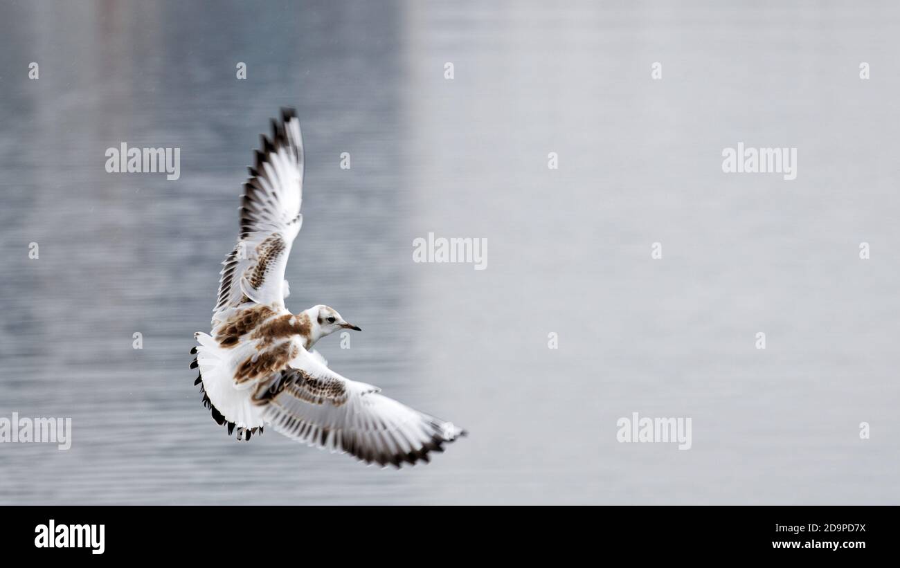 Einsame Möwe schwebt über dem Wasser. Geringer Fokus. Stockfoto Einsame Möwe schwebt über dem Wasser. Geringer Fokus. Stockfoto
