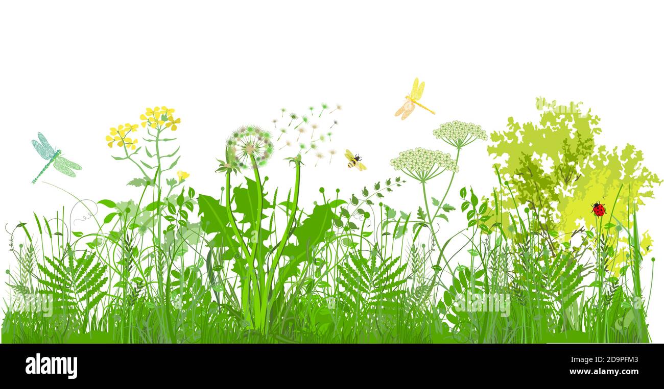 Grüne Gräser, Pflanzen und Kräuter mit Insekten Stock Vektor