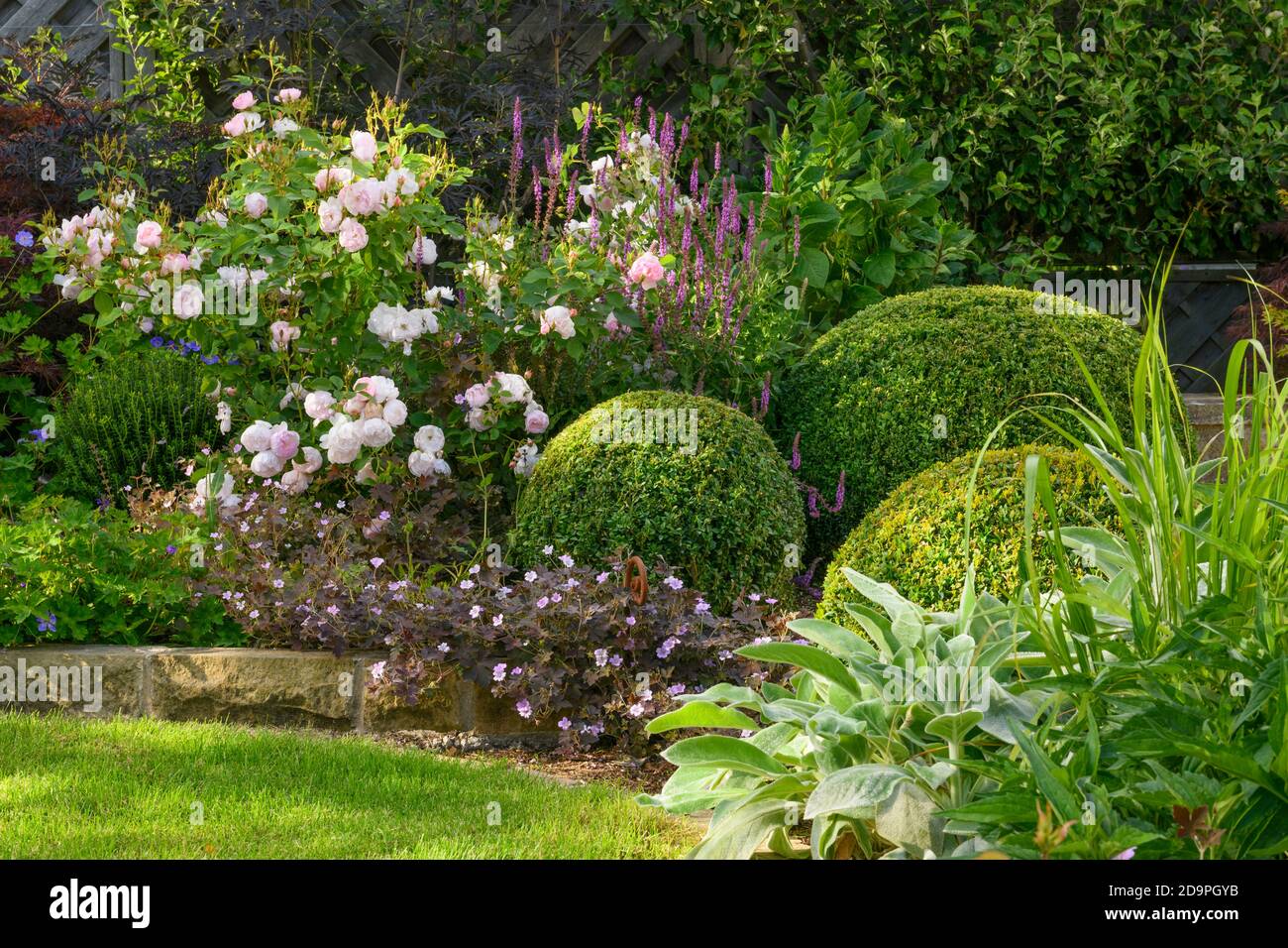 Landschaftlich schöner sonniger privater Garten (modernes Design, Sommerblumen, Randpflanzen, Sträucher, Kastenbälle, niedrige Mauer, Zaun, Rasen) - Yorkshire, England Stockfoto