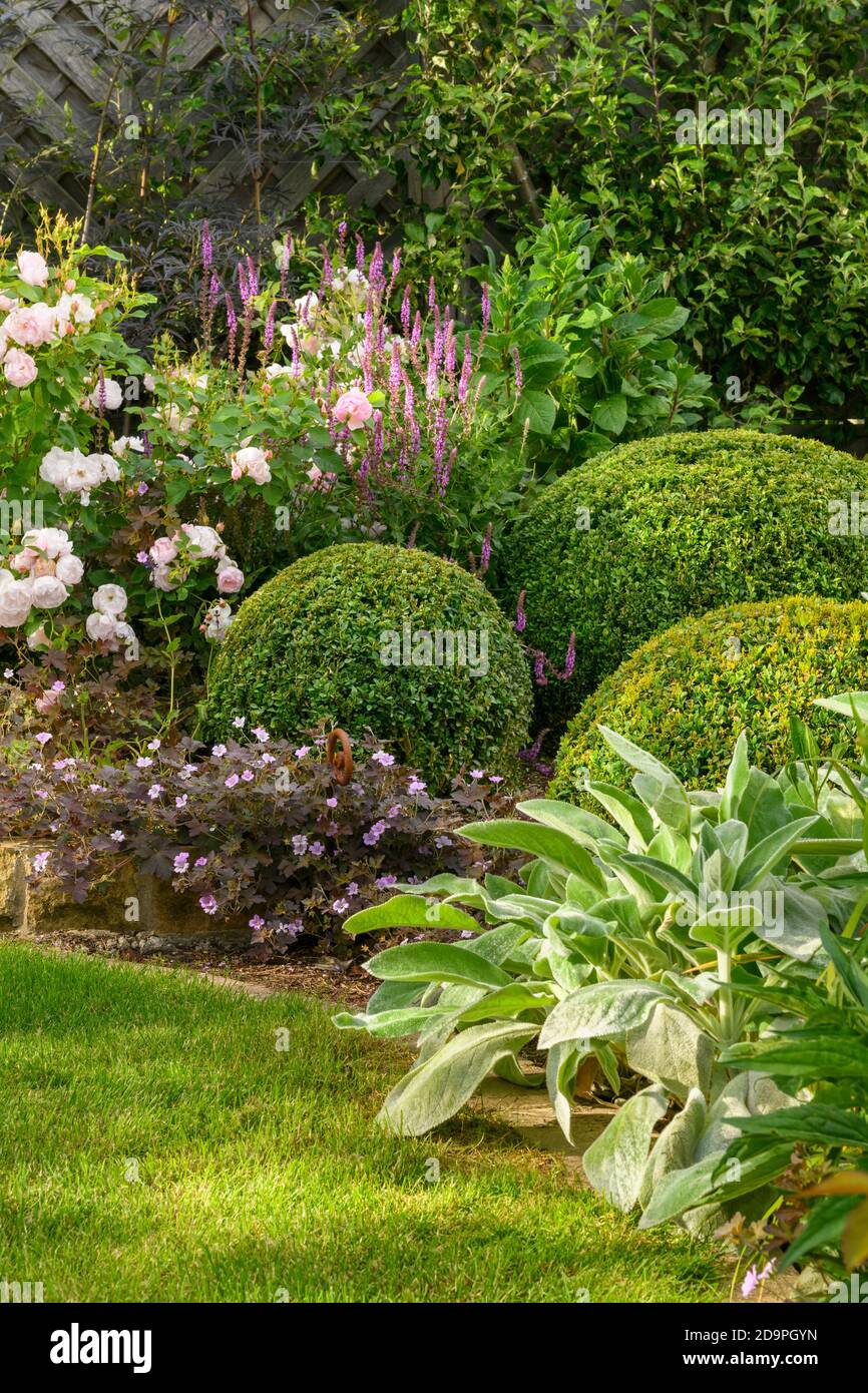 Landschaftlich schöner sonniger privater Garten (zeitgenössisches Design, Sommerblumen, mehrjährige Randpflanzen, Sträucher, Kastenbälle, Zaun, Rasen) - Yorkshire, England Großbritannien Stockfoto