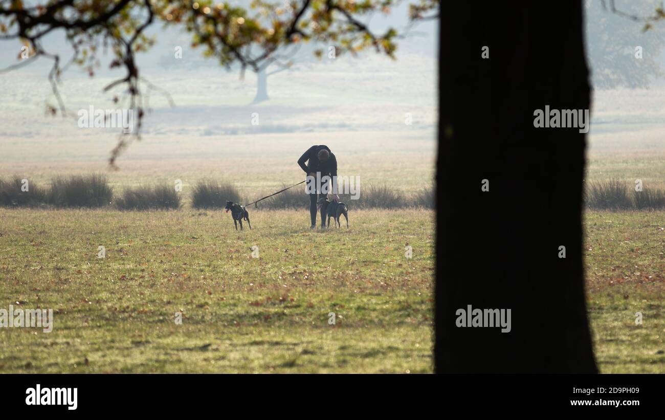 London, Großbritannien. November 2020. Ein loser Hund im Richmond Park jagt Hirsche. Während Hunde nicht immer an der Leine im Richmond Park sein müssen, müssen sie jederzeit unter der Kontrolle des Besitzers sein und dürfen nicht in der Nähe von Rehen ohne Leine sein. Kredit: Liam Asman/Alamy Live Nachrichten Stockfoto