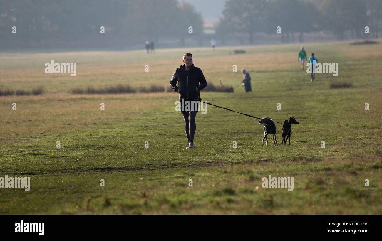 London, Großbritannien. November 2020. Ein loser Hund im Richmond Park jagt Hirsche. Während Hunde nicht immer an der Leine im Richmond Park sein müssen, müssen sie jederzeit unter der Kontrolle des Besitzers sein und dürfen nicht in der Nähe von Rehen ohne Leine sein. Kredit: Liam Asman/Alamy Live Nachrichten Stockfoto