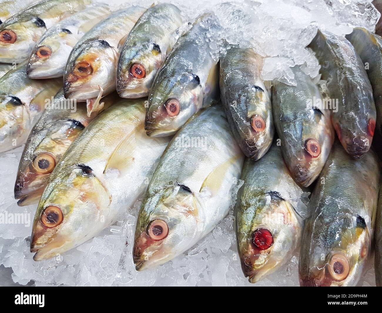 Nahaufnahme frischer Makrelenfische auf Eis im Supermarkt Stockfoto