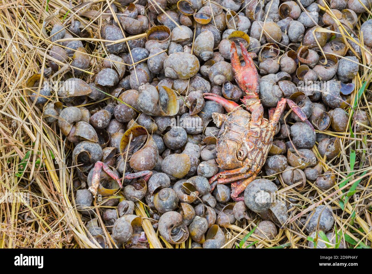 Tote Krabbe auf den Schalen im Reisfeld. Stockfoto