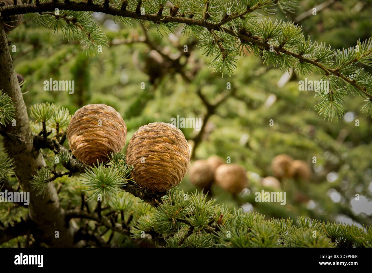 Der Herbst in Großbritannien, der Herbst in den USA Stockfoto