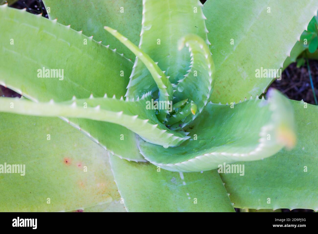 aloe Vera Pflanze Blätter von oben, Fokus auf der Mitte des Bildes Stockfoto