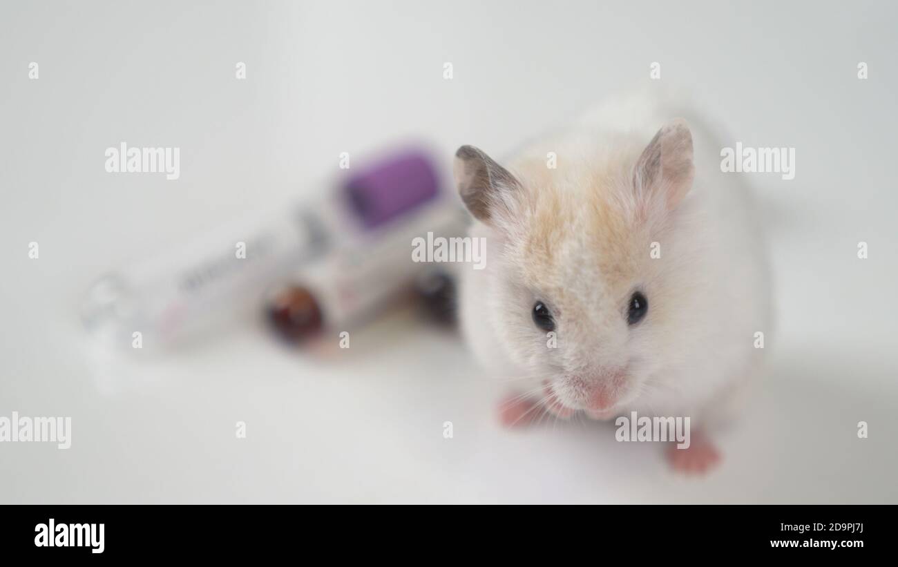 Experimentieren Sie mit Laborratte, Maus, um Coronavirus-Impfstoff im Labor zu finden. Stockfoto
