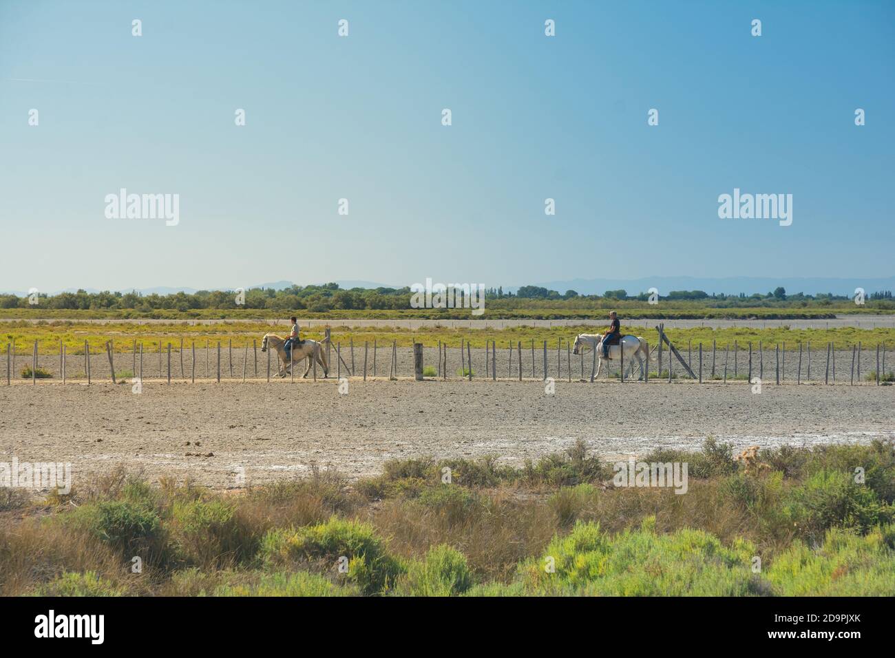 Camargue,Frankreich-august 14.2016Menschen mit Pferden :Spaziergang im Park der Camargue in Frankreich an einem sonnigen Tag Stockfoto