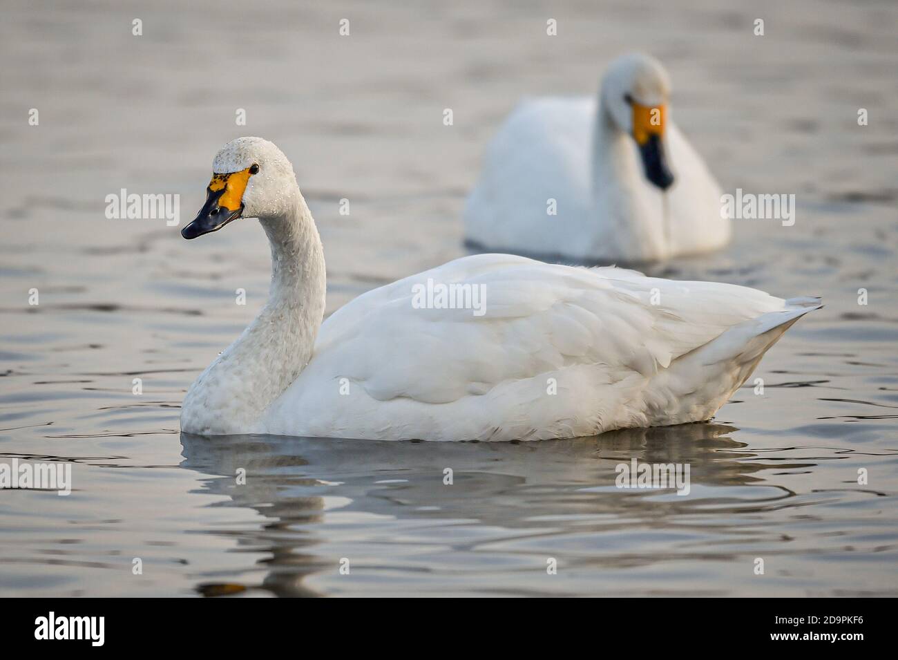 Ein Paar Bewicks Schwäne ziehen auf dem Wasser im Slimbridge Wetland Centre in Gloucestershire, als sie nach einem 3.500 km langen Flug durch Europa von ihren langen Wanderwegen aus Nistplätzen in Sibirien eintreffen, um im Vereinigten Königreich zu überwintern. Das Paar gehört zu den drei Vögeln, die am 7. November in die Feuchtgebiete kommen und sich einem Brutpaar anschließen, das bereits zwei Tage zuvor die Reise gemacht hat. Bewick's Schwäne sind der kleinste Schwan in Großbritannien und ist von anderen Arten mit einem gelben und schwarzen Schnabel, der eigenwillige gemusterte Markierungen hat, die sie individuell erkennbar machen. Stockfoto