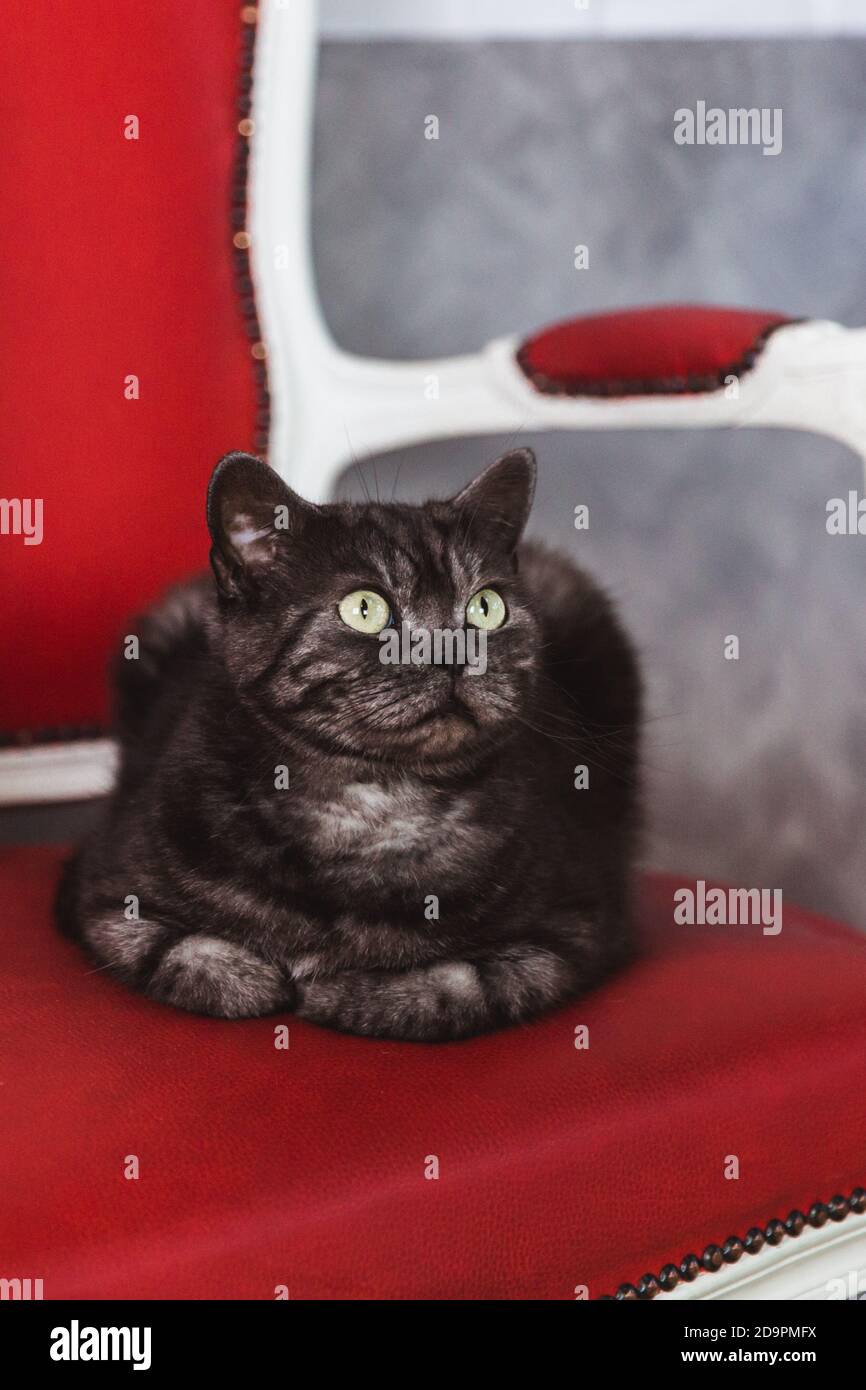 Britische Rasse Katze rauchgrau Farbstoffe auf einem roten Sofa Stockfoto