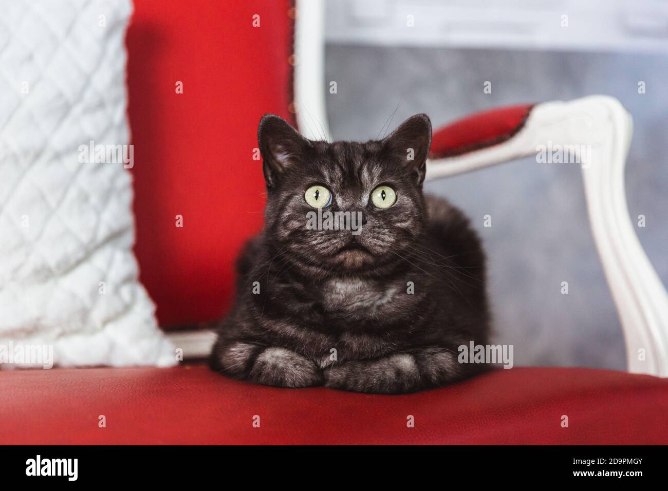 Britische Rasse Katze rauchgrau Farbstoffe auf einem roten Sofa Stockfoto