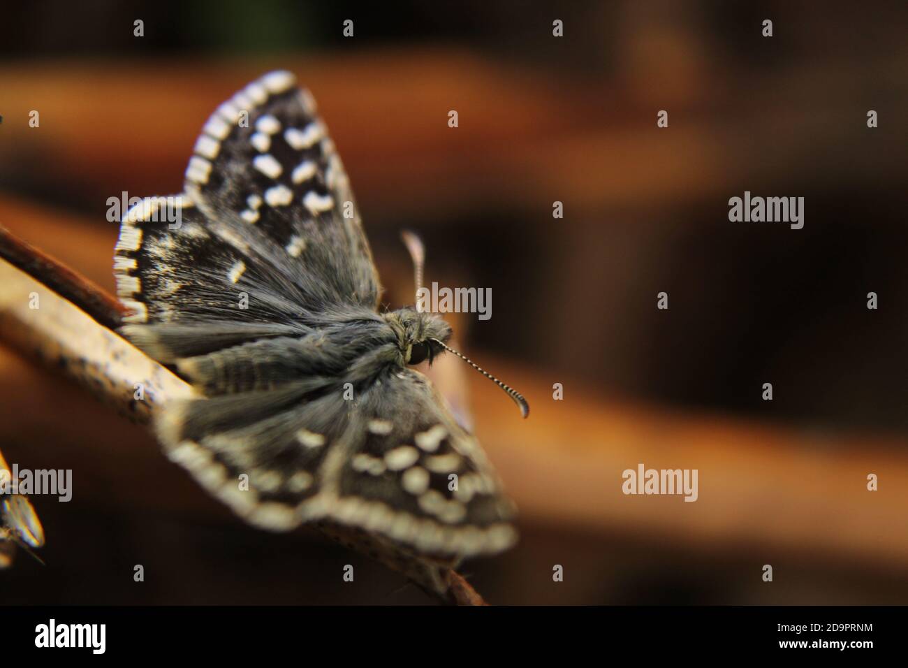 schöne Schmetterling Stockfoto