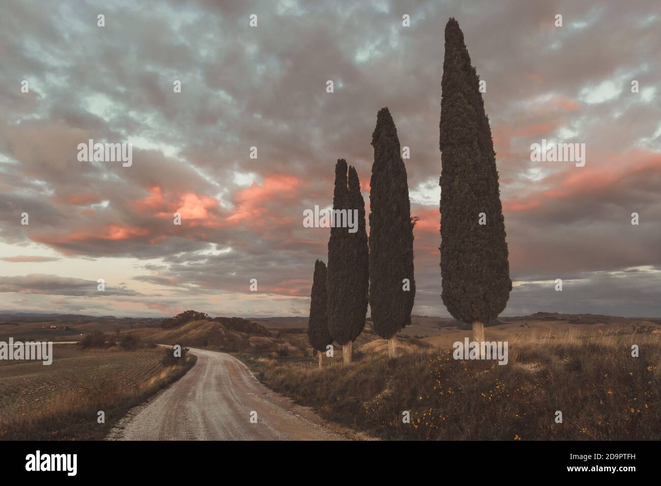 Zypressen neben der kurvigen Weg am Abend Stimmung Stockfoto