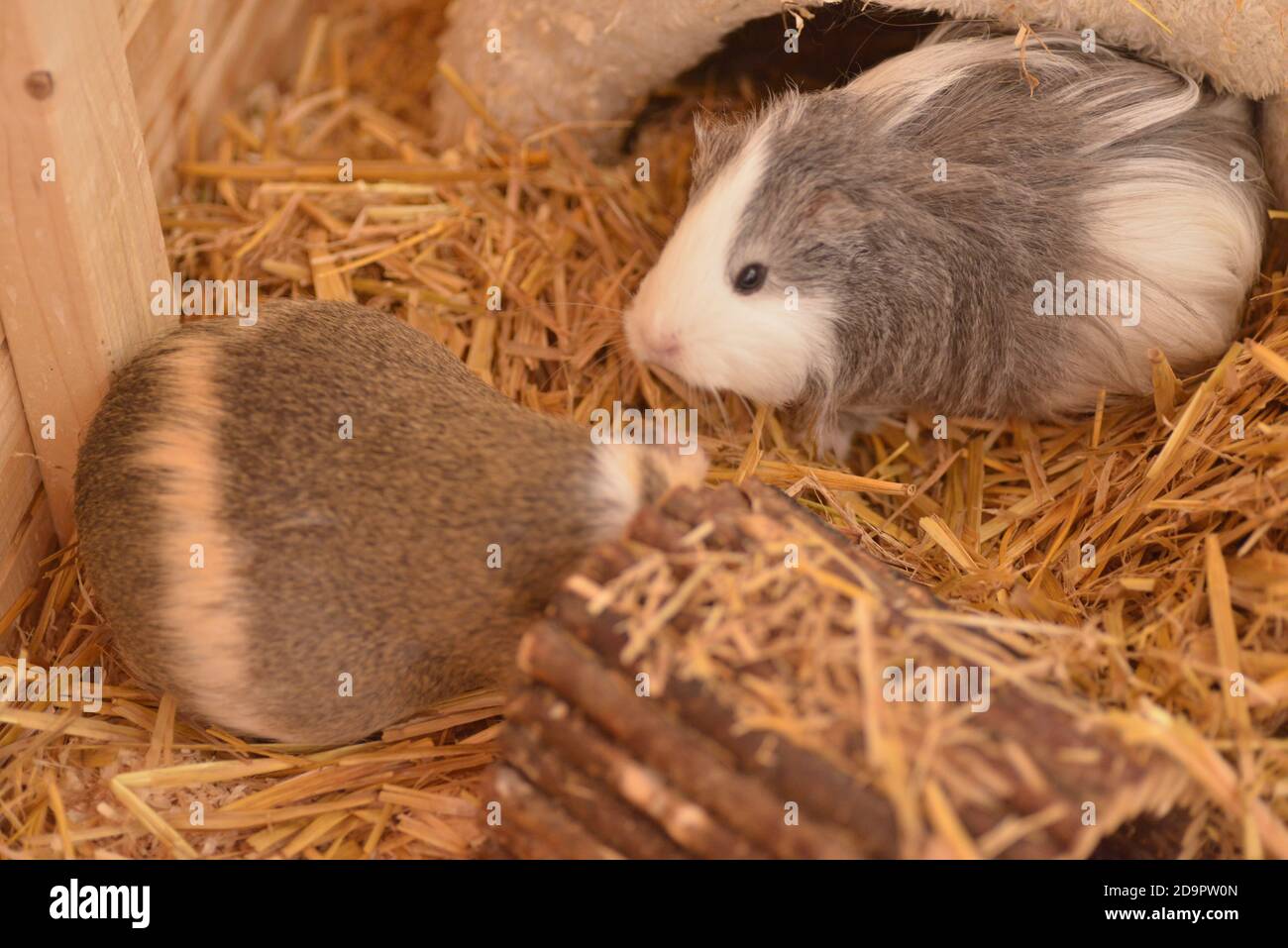 Gesunde schwangere Meerschweinchen Stockfoto