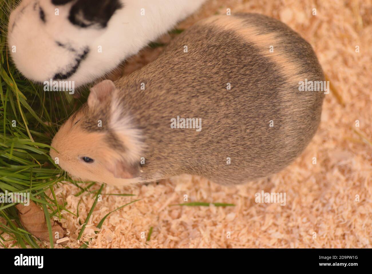 Gesunde schwangere Meerschweinchen Stockfoto