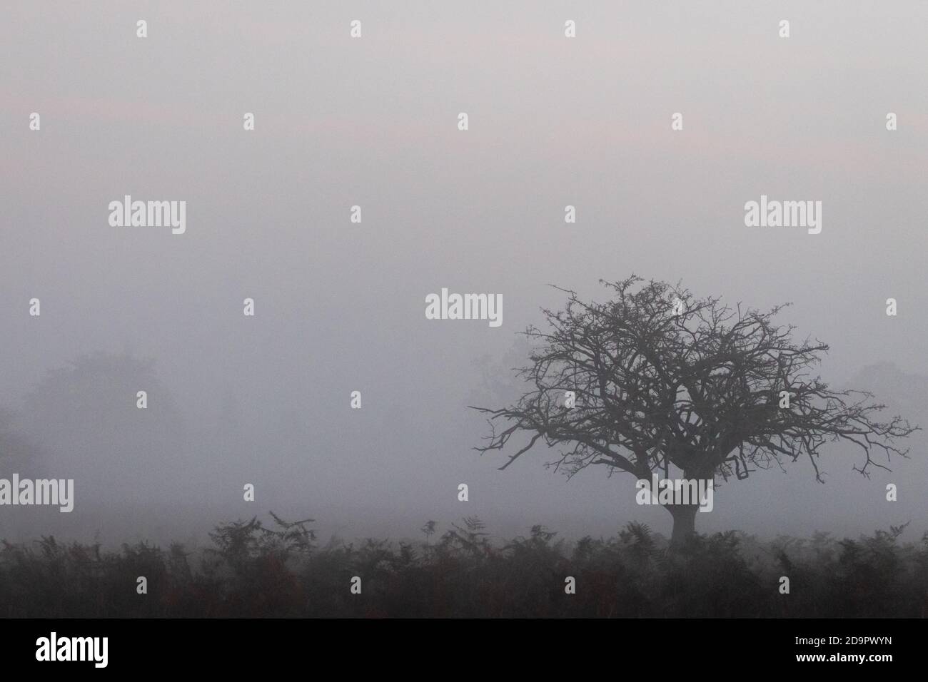 In der frühen Morgenstimmung eines nebligen Buschparks in West London erscheint ein eineinziger Baum Stockfoto