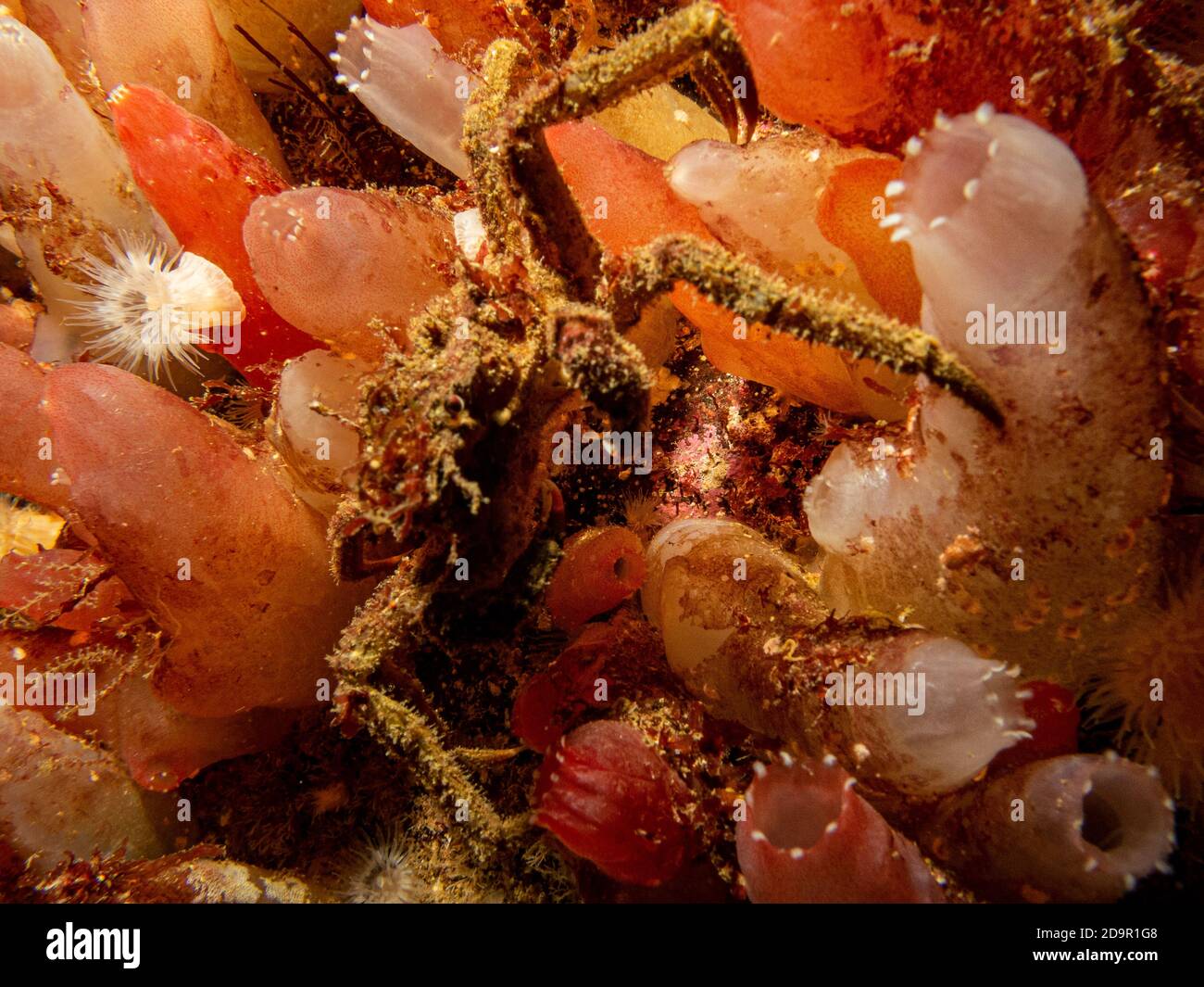 Ein Nahaufnahme Bild von Ascidiacea, gemeinhin bekannt als die Ascidians oder Meer spritzt und eine Spinnenkrabbe. Bild von den Wetterinseln, Skageracksee, Westschweden Stockfoto