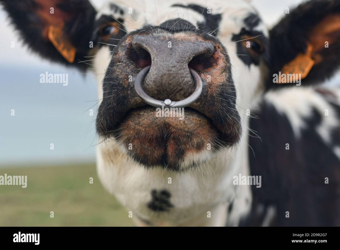 Gefleckte Kuh mit einer durchbohrten Nase in der Normandie Stockfoto