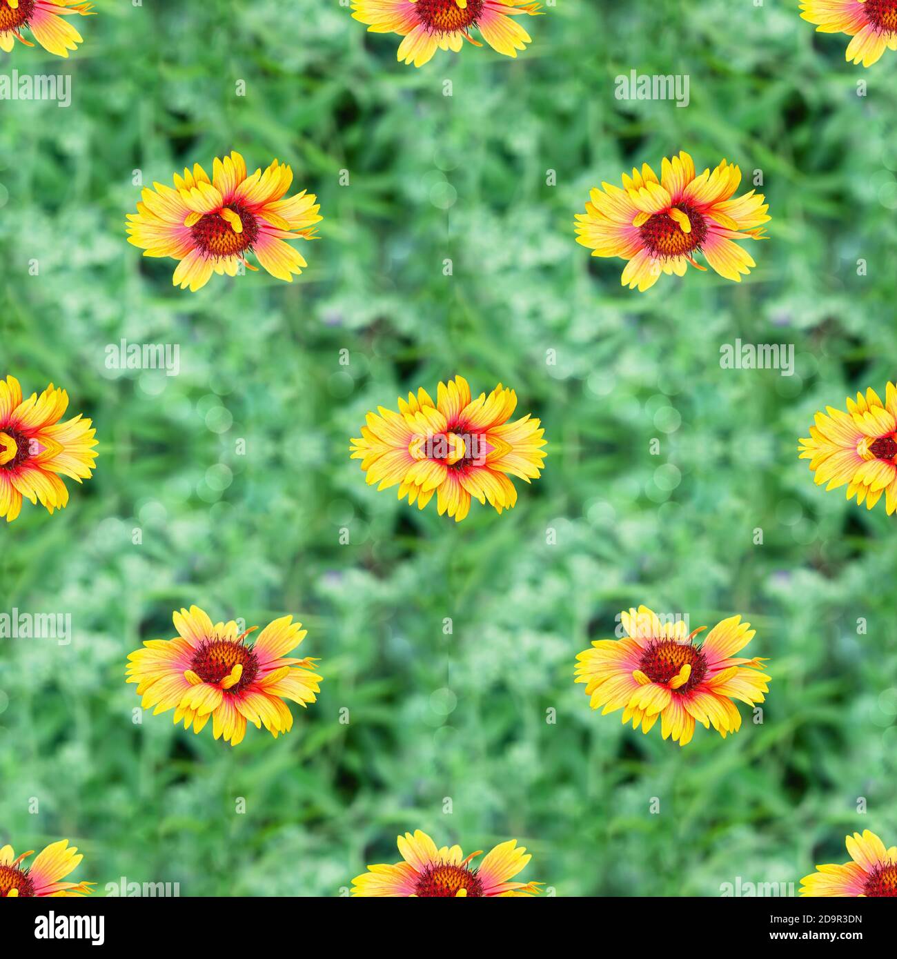 Bunte nahtlose Hintergrund mit gaillardia Blumen unter grünem Gras Stockfoto