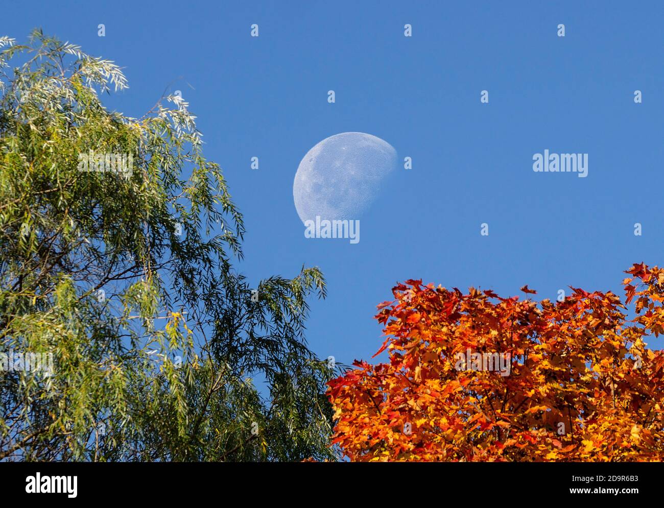 Abnehmender, kbhaltiger Mond an einem Herbstmorgen Stockfoto