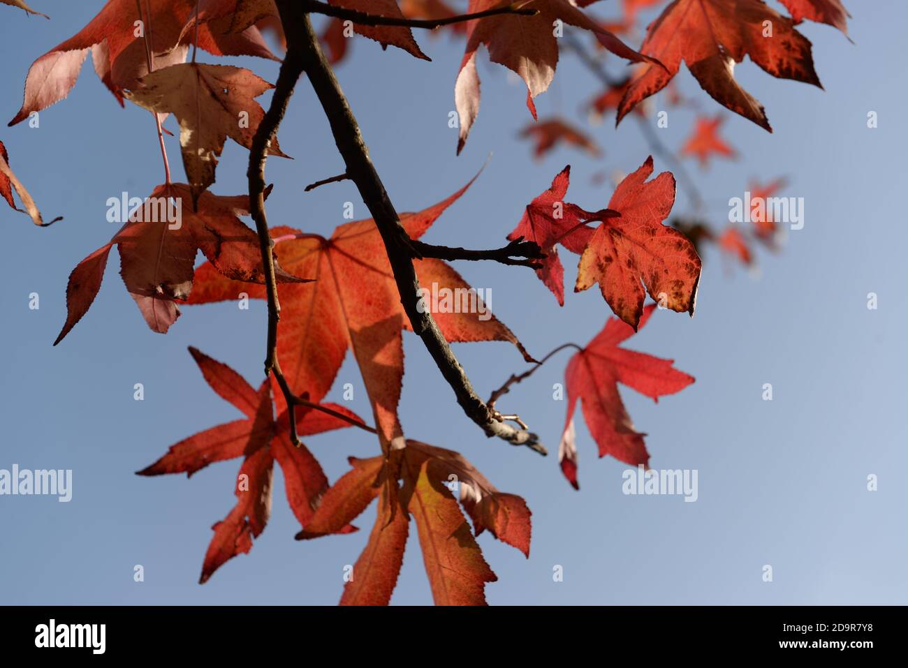 Ein wunderschöner Herbsttag mit Sonnenschein, blauem Himmel und einem wunderschönen Zweig roter Herbstblätter Stockfoto